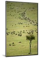 Kenya, Masai Mara, Thousands of Wildebeest Preparing of the Migration-Anthony Asael-Mounted Photographic Print