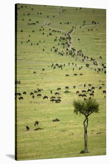 Kenya, Masai Mara, Thousands of Wildebeest Preparing of the Migration-Anthony Asael-Stretched Canvas