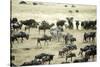 Kenya, Masai Mara, Zebras and Wildebeests Migrating-Anthony Asael-Stretched Canvas