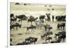 Kenya, Masai Mara, Zebras and Wildebeests Migrating-Anthony Asael-Framed Photographic Print