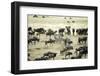 Kenya, Masai Mara, Zebras and Wildebeests Migrating-Anthony Asael-Framed Photographic Print