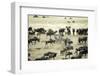 Kenya, Masai Mara, Zebras and Wildebeests Migrating-Anthony Asael-Framed Photographic Print