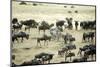 Kenya, Masai Mara, Zebras and Wildebeests Migrating-Anthony Asael-Mounted Photographic Print