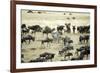 Kenya, Masai Mara, Zebras and Wildebeests Migrating-Anthony Asael-Framed Photographic Print