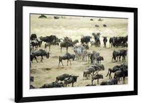 Kenya, Masai Mara, Zebras and Wildebeests Migrating-Anthony Asael-Framed Photographic Print