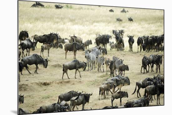Kenya, Masai Mara, Zebras and Wildebeests Migrating-Anthony Asael-Mounted Photographic Print