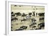 Kenya, Masai Mara, Zebras and Wildebeests Migrating-Anthony Asael-Framed Photographic Print