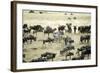 Kenya, Masai Mara, Zebras and Wildebeests Migrating-Anthony Asael-Framed Photographic Print
