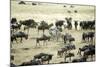 Kenya, Masai Mara, Zebras and Wildebeests Migrating-Anthony Asael-Mounted Photographic Print