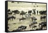 Kenya, Masai Mara, Zebras and Wildebeests Migrating-Anthony Asael-Framed Stretched Canvas