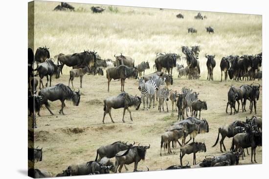 Kenya, Masai Mara, Zebras and Wildebeests Migrating-Anthony Asael-Stretched Canvas