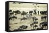 Kenya, Masai Mara, Zebras and Wildebeests Migrating-Anthony Asael-Framed Stretched Canvas