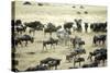 Kenya, Masai Mara, Zebras and Wildebeests Migrating-Anthony Asael-Stretched Canvas