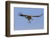 Kenya, Masai Mara-Nigel Pavitt-Framed Photographic Print