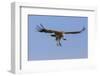 Kenya, Masai Mara-Nigel Pavitt-Framed Photographic Print