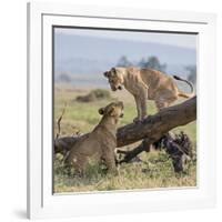 Kenya, Masai Mara-Nigel Pavitt-Framed Photographic Print