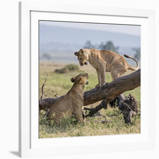 Kenya, Masai Mara-Nigel Pavitt-Framed Photographic Print