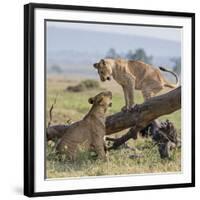 Kenya, Masai Mara-Nigel Pavitt-Framed Photographic Print