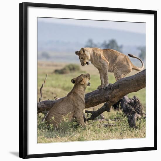 Kenya, Masai Mara-Nigel Pavitt-Framed Photographic Print