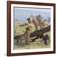 Kenya, Masai Mara-Nigel Pavitt-Framed Photographic Print