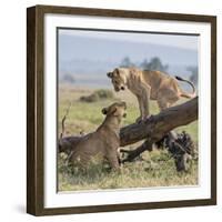 Kenya, Masai Mara-Nigel Pavitt-Framed Photographic Print