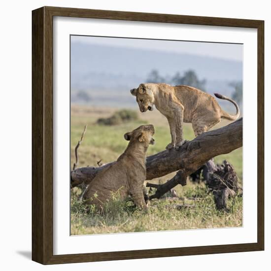 Kenya, Masai Mara-Nigel Pavitt-Framed Photographic Print