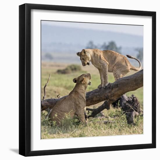 Kenya, Masai Mara-Nigel Pavitt-Framed Photographic Print