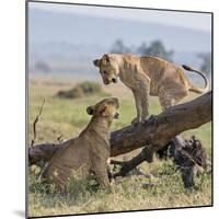 Kenya, Masai Mara-Nigel Pavitt-Mounted Photographic Print