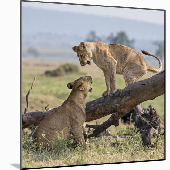 Kenya, Masai Mara-Nigel Pavitt-Mounted Photographic Print