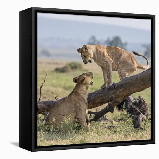 Kenya, Masai Mara-Nigel Pavitt-Framed Stretched Canvas