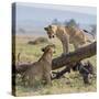 Kenya, Masai Mara-Nigel Pavitt-Stretched Canvas