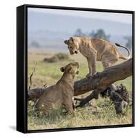 Kenya, Masai Mara-Nigel Pavitt-Framed Stretched Canvas