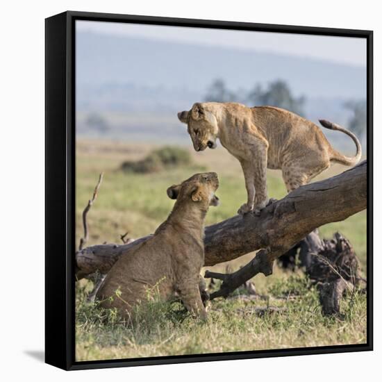 Kenya, Masai Mara-Nigel Pavitt-Framed Stretched Canvas