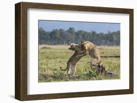 Kenya, Masai Mara-Nigel Pavitt-Framed Photographic Print