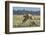 Kenya, Masai Mara-Nigel Pavitt-Framed Photographic Print