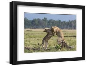 Kenya, Masai Mara-Nigel Pavitt-Framed Photographic Print