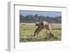 Kenya, Masai Mara-Nigel Pavitt-Framed Photographic Print