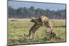 Kenya, Masai Mara-Nigel Pavitt-Mounted Photographic Print