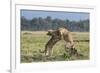 Kenya, Masai Mara-Nigel Pavitt-Framed Photographic Print