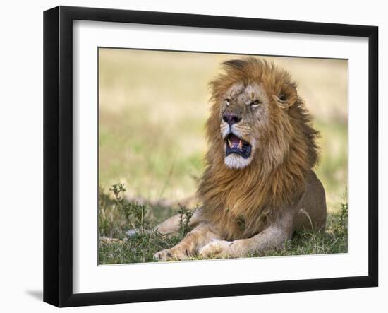 Kenya, Masai Mara-Nigel Pavitt-Framed Photographic Print