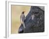 Kenya, Masai Mara-Nigel Pavitt-Framed Photographic Print