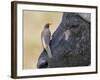 Kenya, Masai Mara-Nigel Pavitt-Framed Photographic Print