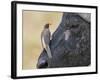 Kenya, Masai Mara-Nigel Pavitt-Framed Photographic Print