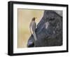 Kenya, Masai Mara-Nigel Pavitt-Framed Photographic Print