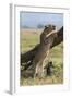 Kenya, Masai Mara-Nigel Pavitt-Framed Photographic Print