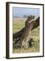 Kenya, Masai Mara-Nigel Pavitt-Framed Photographic Print