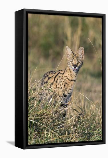 Kenya, Masai Mara-Nigel Pavitt-Framed Stretched Canvas