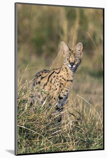 Kenya, Masai Mara-Nigel Pavitt-Mounted Photographic Print