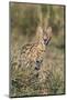 Kenya, Masai Mara-Nigel Pavitt-Mounted Photographic Print