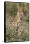 Kenya, Masai Mara-Nigel Pavitt-Framed Stretched Canvas